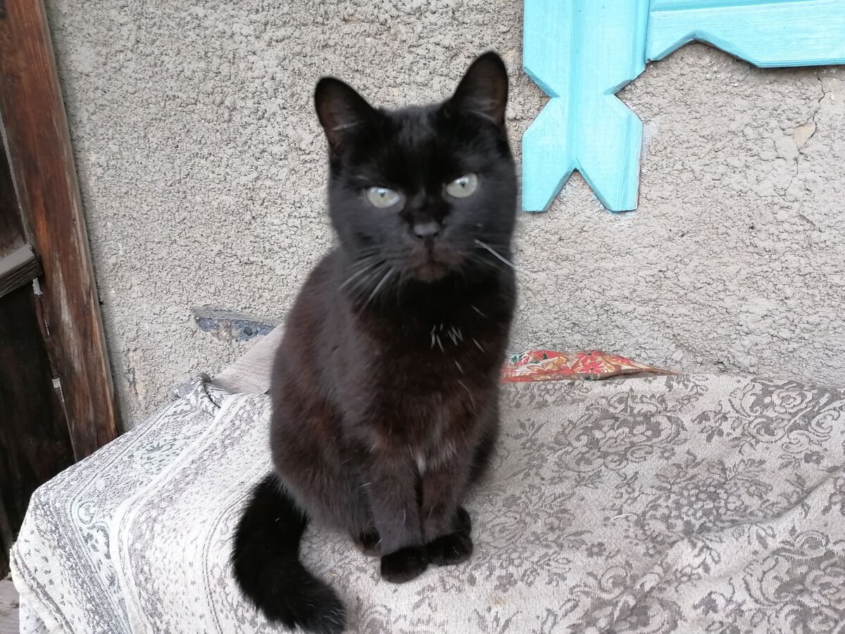 Вот такая милая Гречка