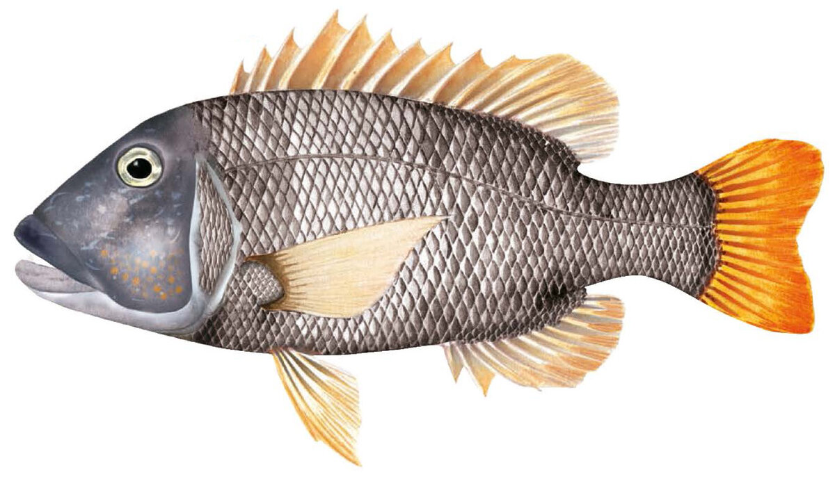 Lethrinus erythracanthus