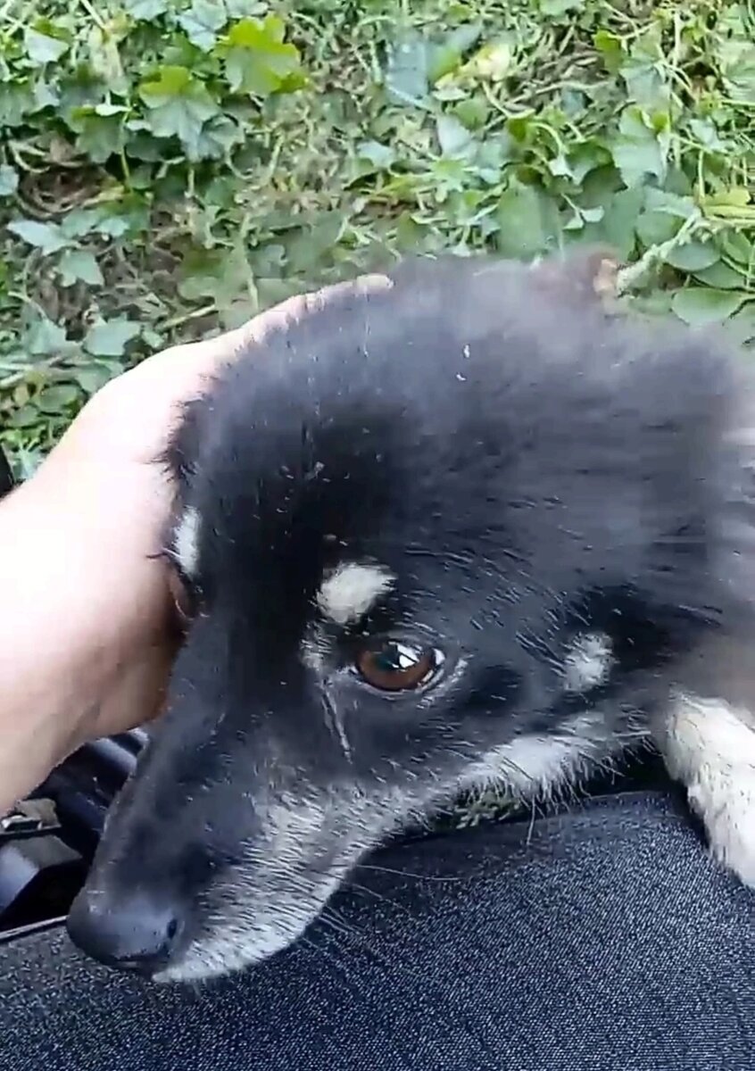 Бегает по всей деревне одна
