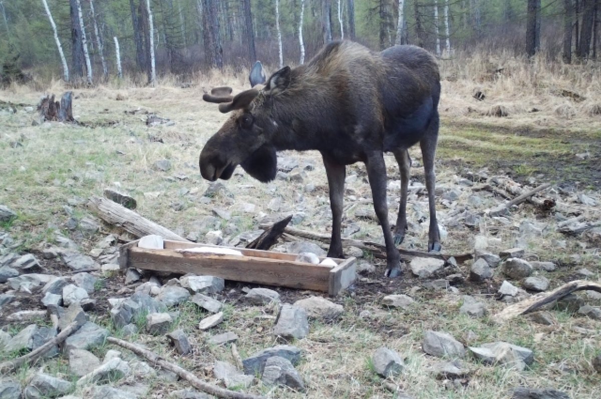    Выбегают на трассу ночью: за неделю в РТ – 4 наезда на лосей