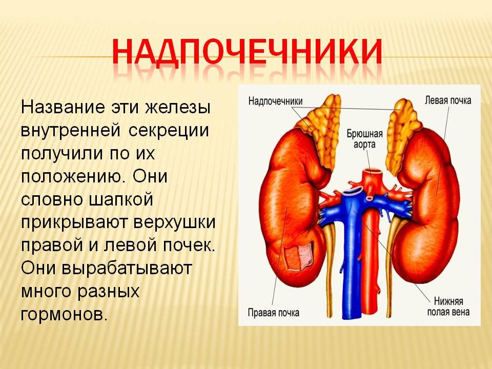Почки и надпочечники расположение у человека фото