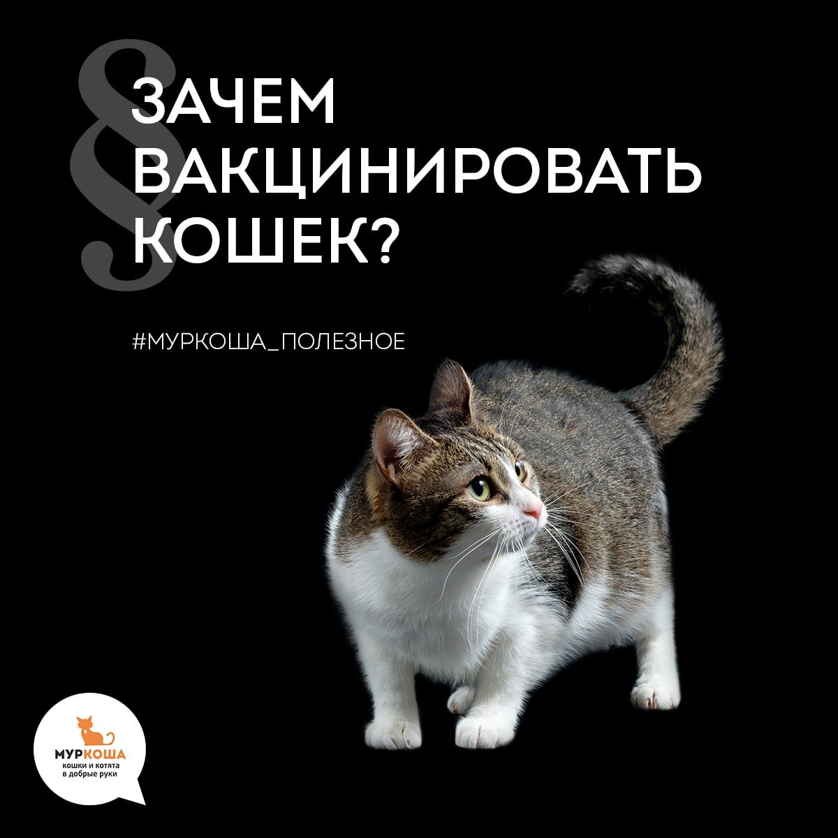 Статью для вас проиллюстрировала юная Лулу, которая обрела дом и любящую семью 15 сентября 2018 года 