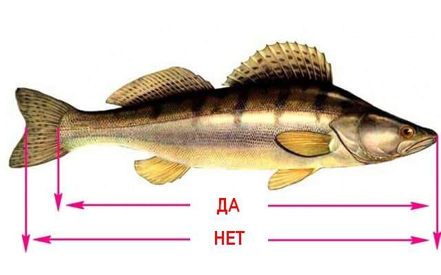 Какую рыбу сегодня можно ловить без замера рулеткой, для которой нет допустимых размеров для вылова