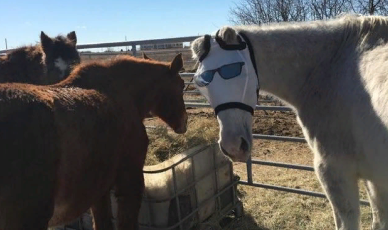 Маска не мешает есть сено. Фото: Becky's Hope Horse Rescue