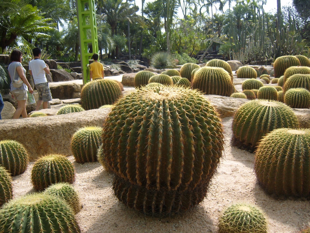 Кактусы в парке Нонг Нуч фото автора