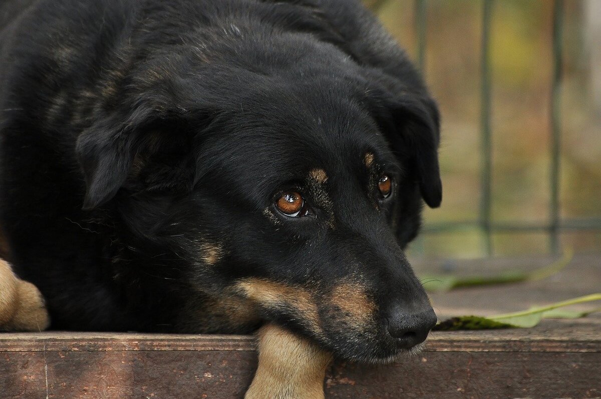 Фото Светлана Бердник с сайта Pixabay