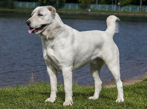 Когда вы решаете, какую собаку завести, большое значение имеет размер будущего питомца. И в этом вопросе средние породы являются своеобразной «золотой серединой…ПодробнееВЫБОР ПОРОДЫ