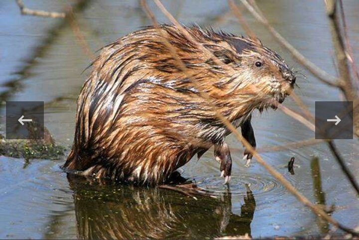 И это тоже не крыса