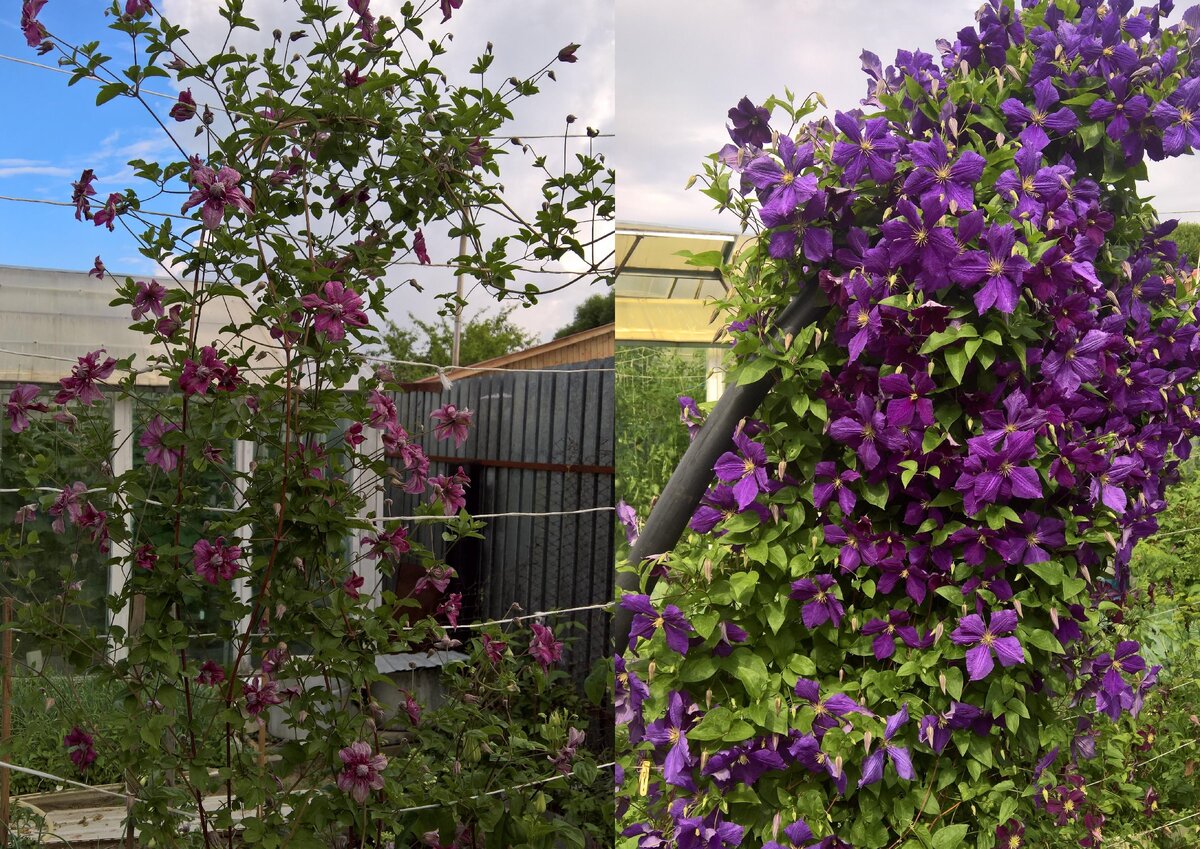 Клематис пурпуреа плена описание сорта. Клематис purpurea Plena elegans. Клематис Jackmanii purpurea. Клематис пурпурный Элеганс. Клематис Ботанический Пурпуреа плена Элеганс.