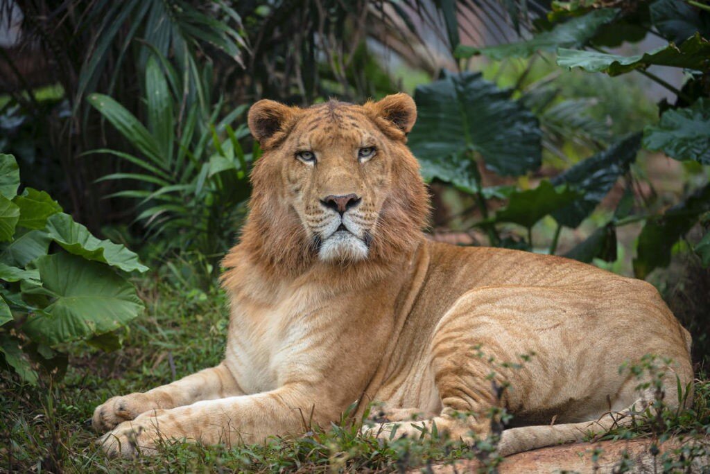 Эти настоящие животные-гибриды стали результатом генной инженерии, что в будущем может породить еще более экзотичных существ.