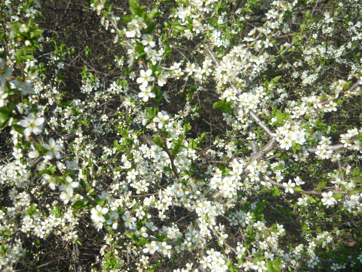 Цветет терновник. Фото автора
