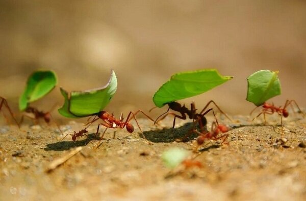 Муравьи - очень успешные добытчики. И все потому, что каждый муравей руководствуется "коллективным знанием" о самом эффективном пути поиска пищи (Яндекс картинки)