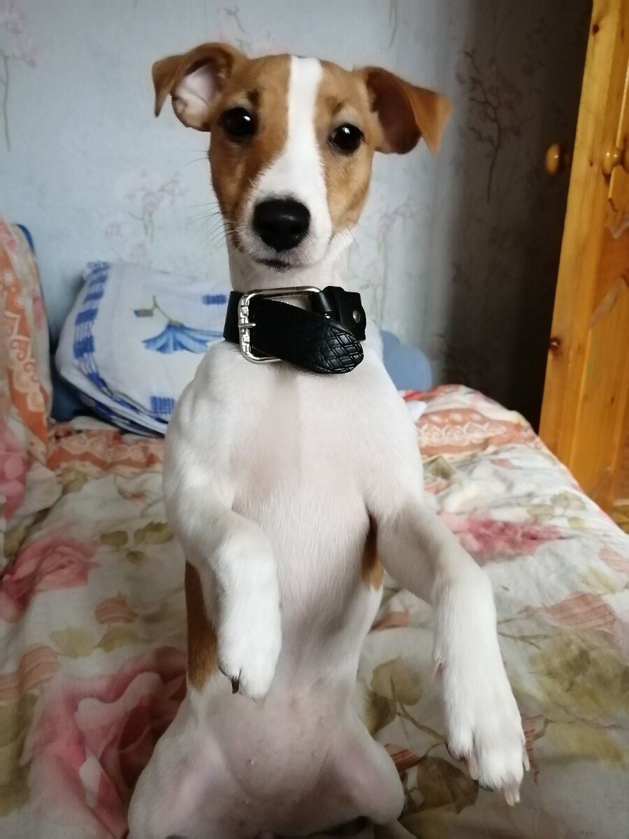 Тут она подрасла. Собака поддается легко дрессировке, но пытается занять позицию лидера. До года как и любая собака будет хулиганить и постоянно хотеть играть, не успеете отвернуться или оставить на минуту её одну, то кроссовки на кровать к вам принесёт, то распорит свои мягкие игрушки.