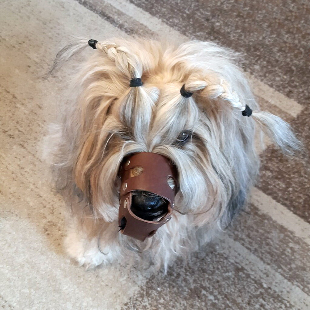 Тибетский терьер. Фото из личного архива