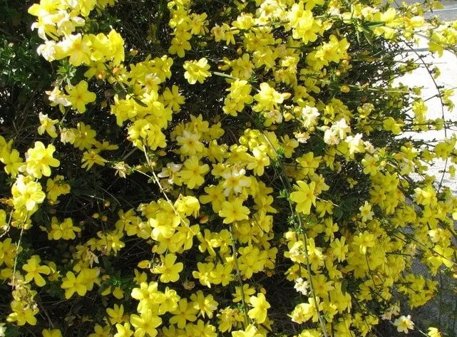    На языке цветов желтый жасмин означает доброту и элегантность. Маленькие и незаметные, цветы этого кустарника выделяются ярким цветом и необычным сезоном цветения.