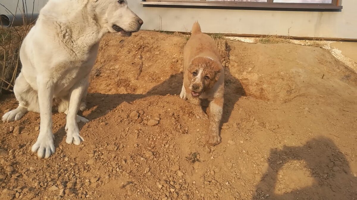 Биба грязная