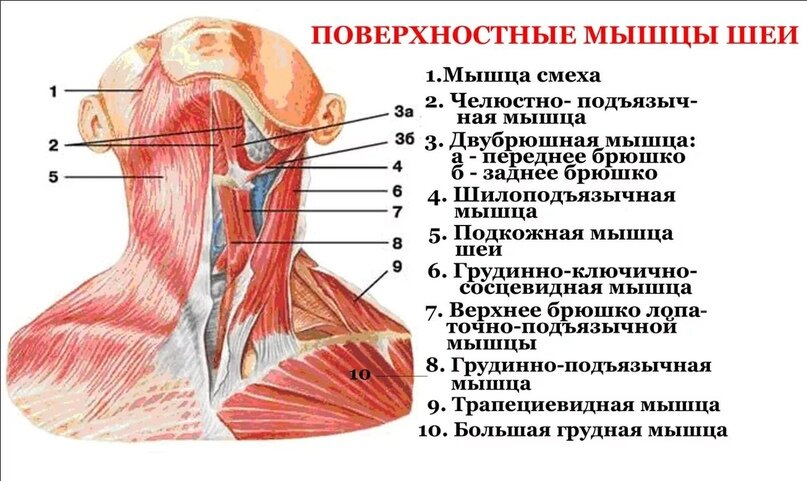 Ключичная часть ГКСМ может стать причиной:
– боли в области лба;
– боли в ухе и за ухом;
– боли в щеке и молярах;
– головокружений;
– боли в ухе;
– зуд глубоко в наружном слуховом проходе;
– тошноты (без рвоты);
– в редких случаях растяжение мышцы может привести к обмороку.