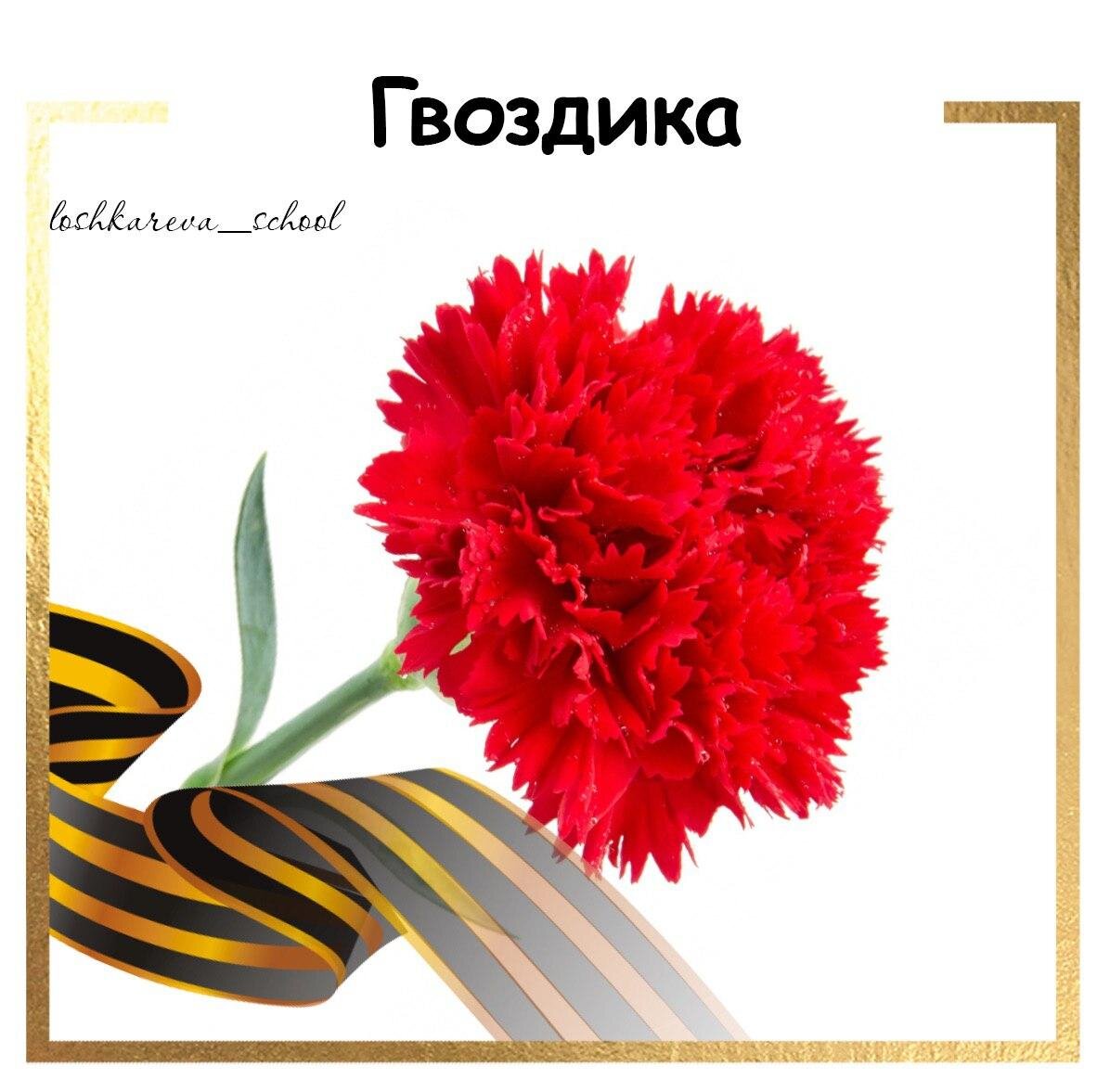 Картинки гвоздики для оформления