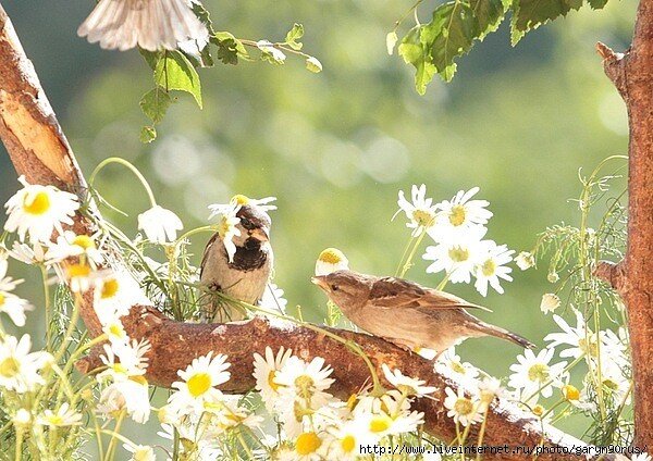 Расцветает все вокруг. Жизнь торопиться радоваться. Много красок,много света,великое множество ароматов. Птицы,звери и все живое наслаждаться каждым днём. 