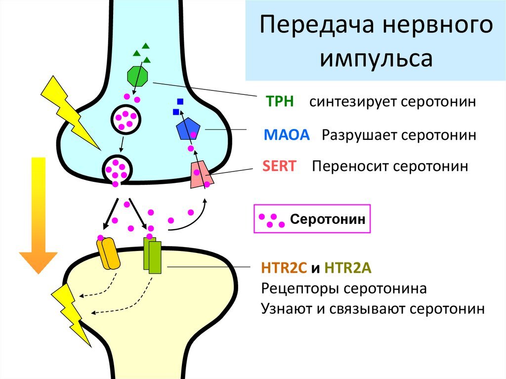 Жизненный цикл  серотонина  в синаптичесом пространстве.