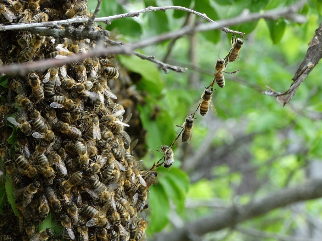 Пчелиный рой фото на дереве