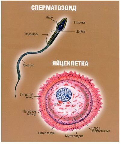 Лечение мужского бесплодия: как происходит, советы и рекомендации - клиника АВА-ПЕТЕР