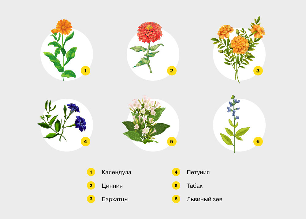 Календула схема посадки