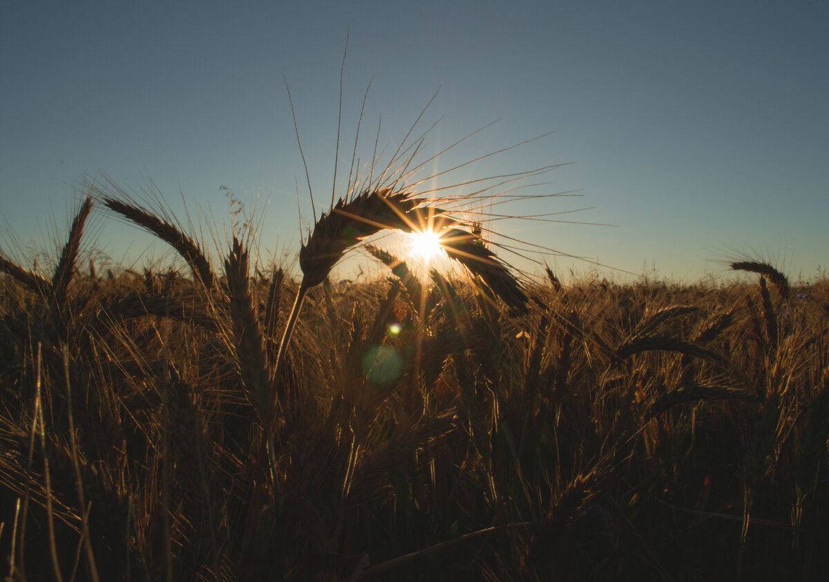 Альтернатива удобрениям.