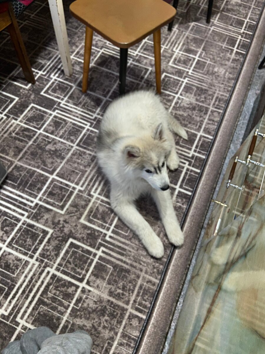 Термин «хаски» (искаженное «эски») изначально обозначал эскимосов. Впоследствии это название закрепилось за эскимосским хаски. Это собаки с густой шерстью, острой мордой со стоячими ушами и прямым хвостом. Когда первые представители чукотских собак прибыли в Северную Америку, для отличия от эскимосских хаски их стали называть сибирскими хаски, и это название сохранилось за ними по сей день.