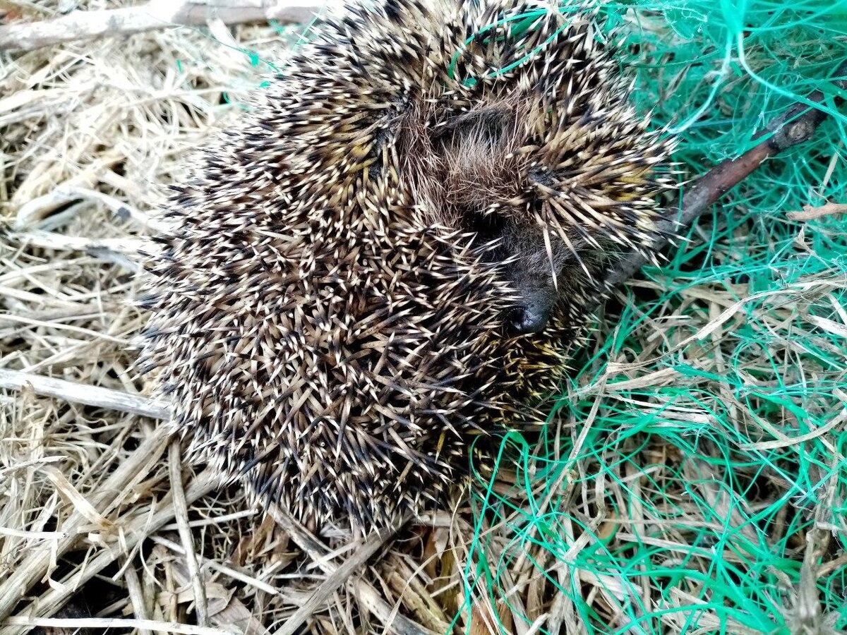 Hedgehog Housing Census! - The British Hedgehog Preservation Society