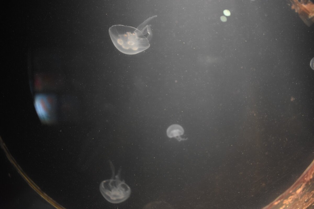 Океанариум