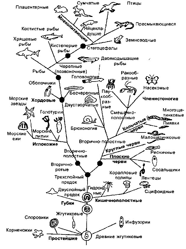 Особенности эволюции животных