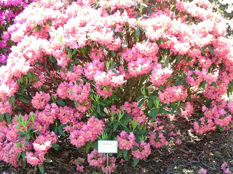 Картинка взята с сервиса Яндекс.Картинки