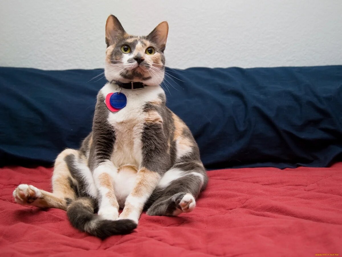 Пушистый патриот. Фото из открытых источников 