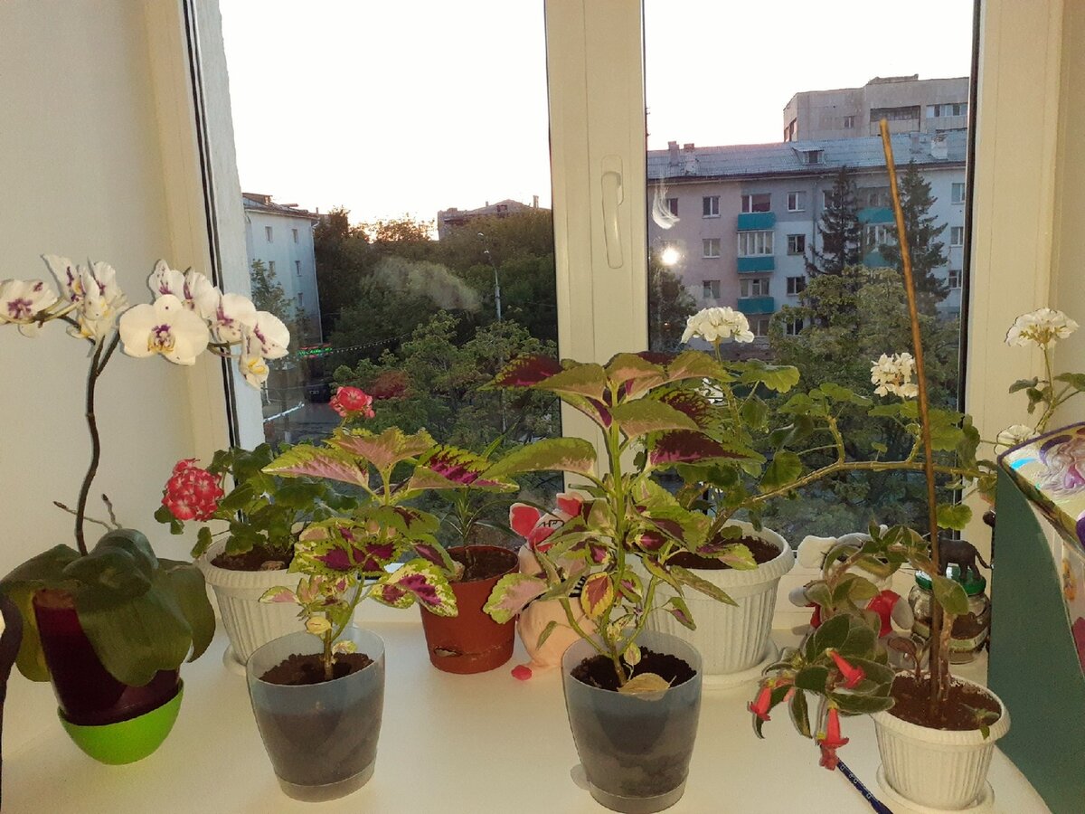 часть моих растений!