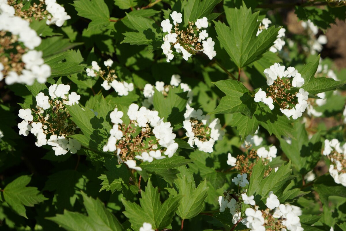 Калина без тли