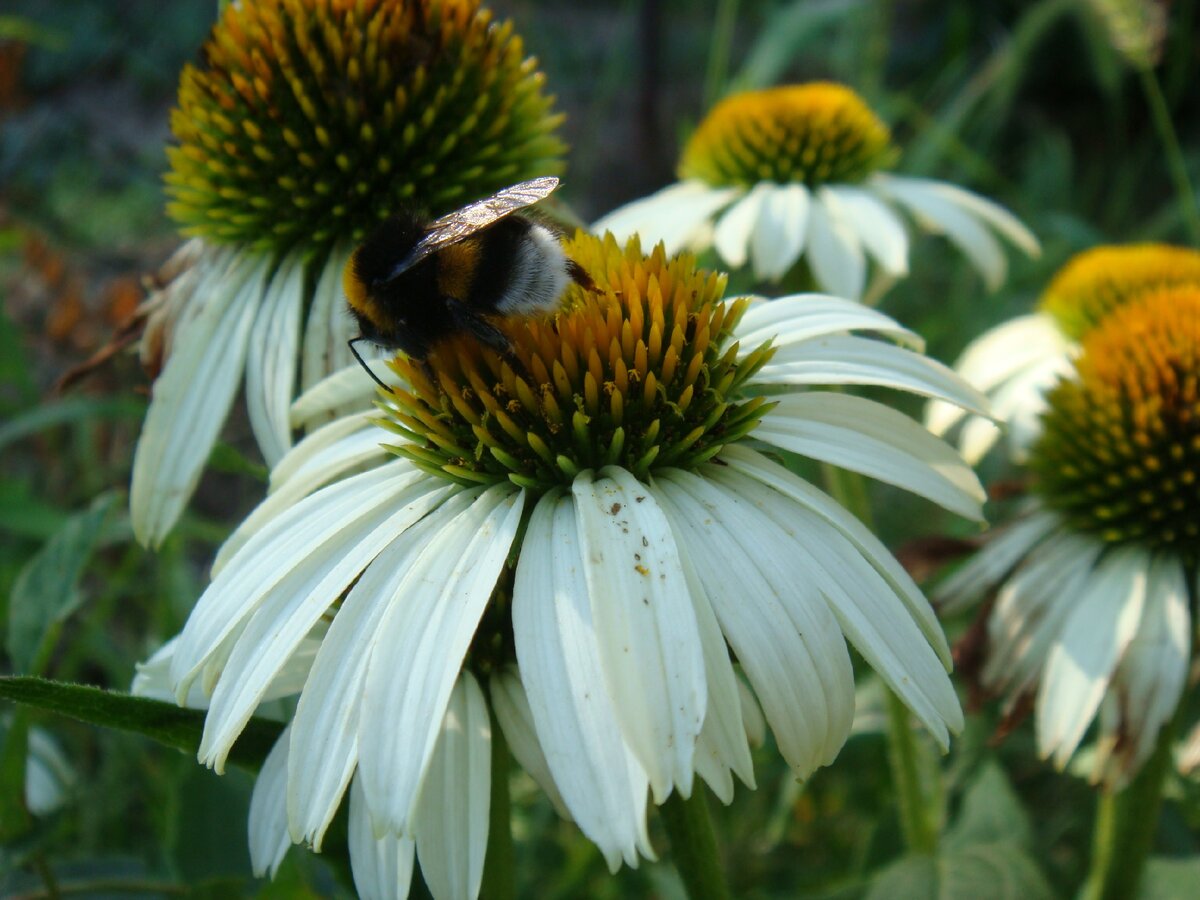 Мои любимые насекомые - добро пожаловать!