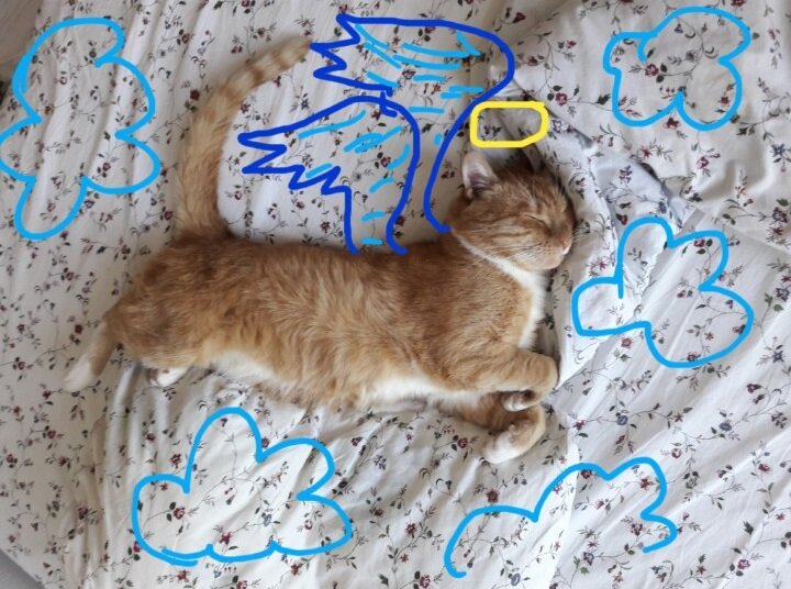 Не герой рассказа, но тоже выдающийся кот :-) Фото Эгле Шёжините