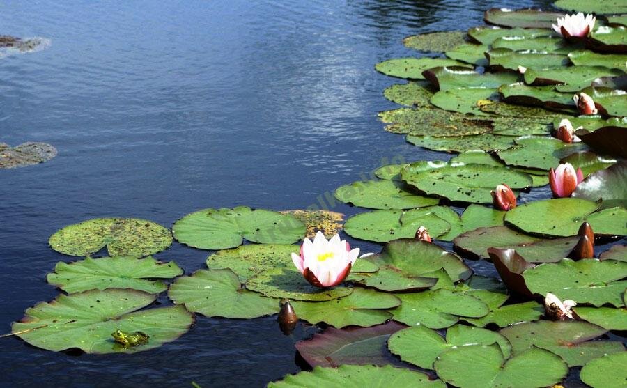 Типичное место обитания линя