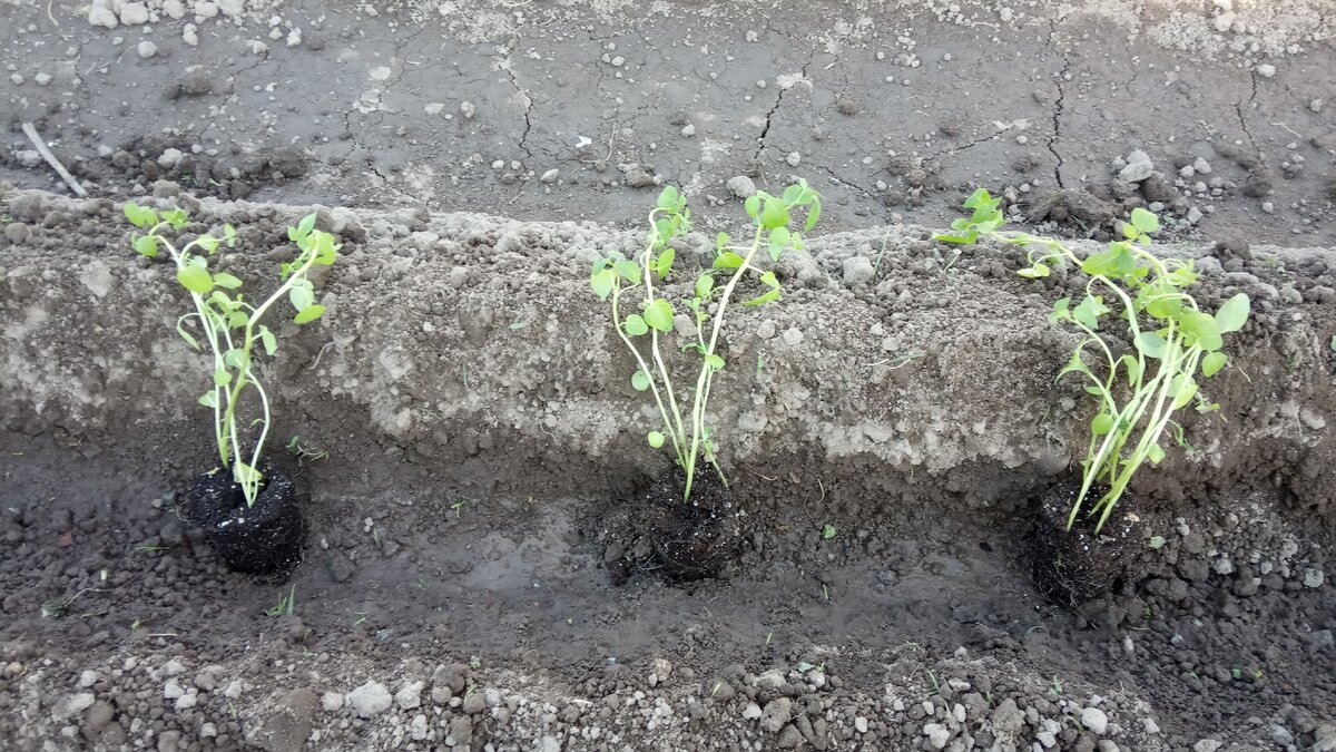 Рассада в борозде