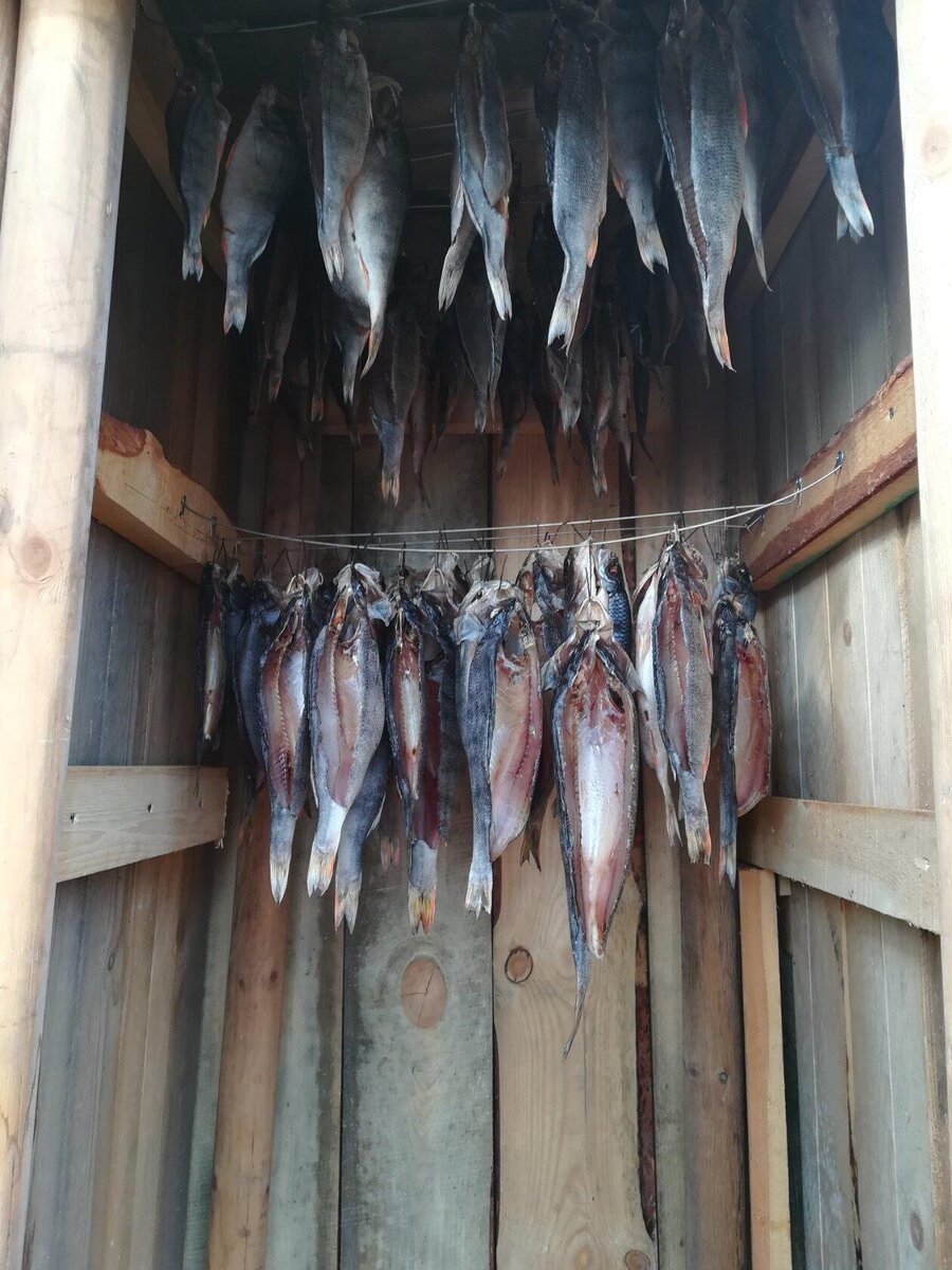 Закладка окуня перед копчением !!! 