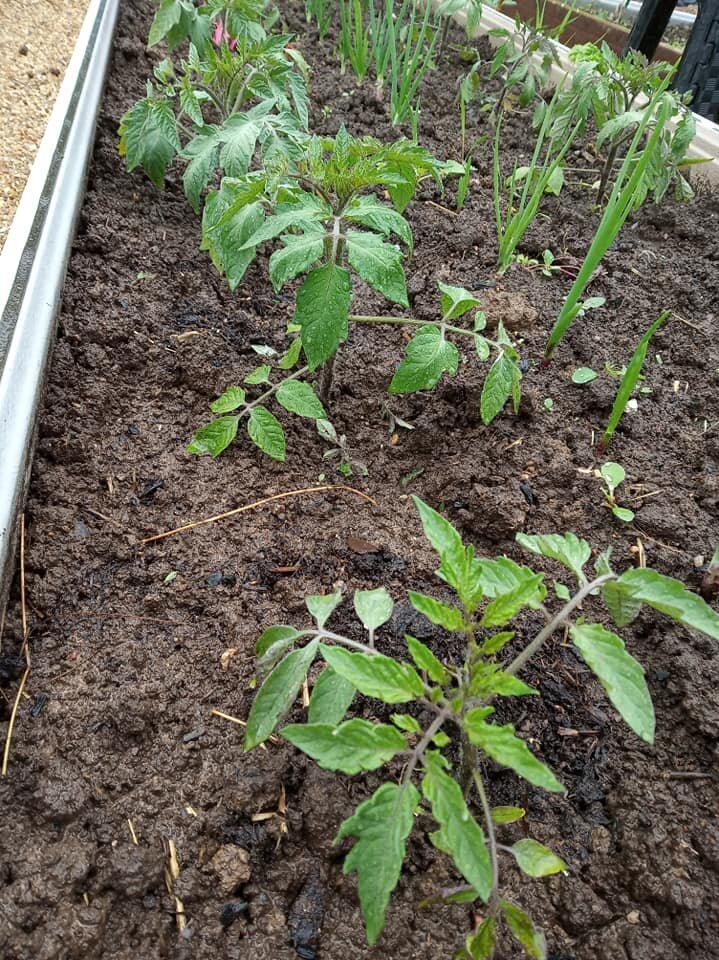Можно ли сеять помидоры на рассаду сегодня