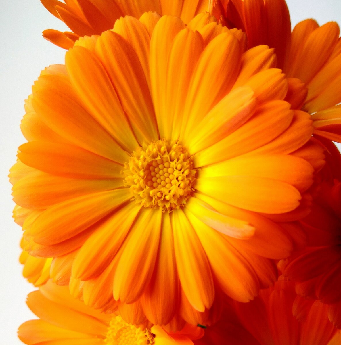 Flores Calendulae