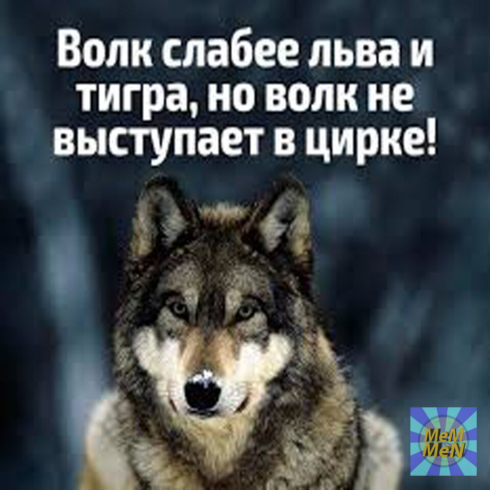 Волк - всему голова!