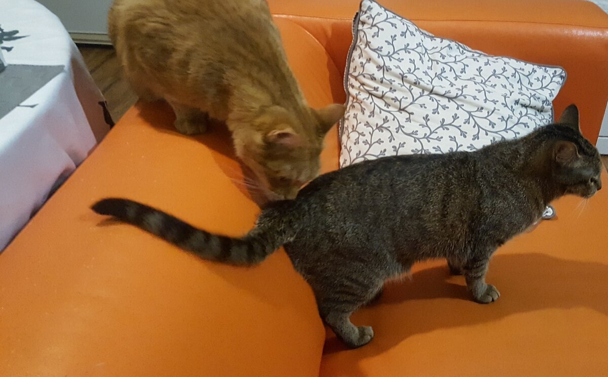 Продолжает драть мебель и интересоваться Киской 