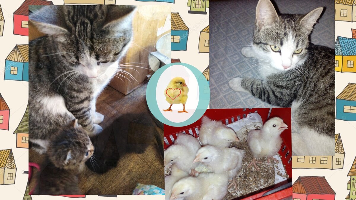 Кот со своими приемными котятами. И мечта КотоФея — добраться до цыпочек.
