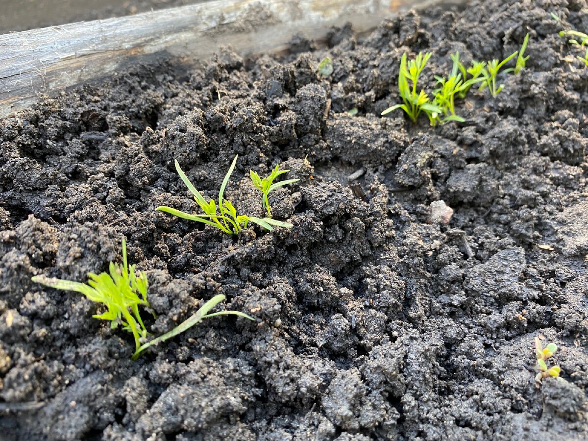Морковь на зиму только взошла