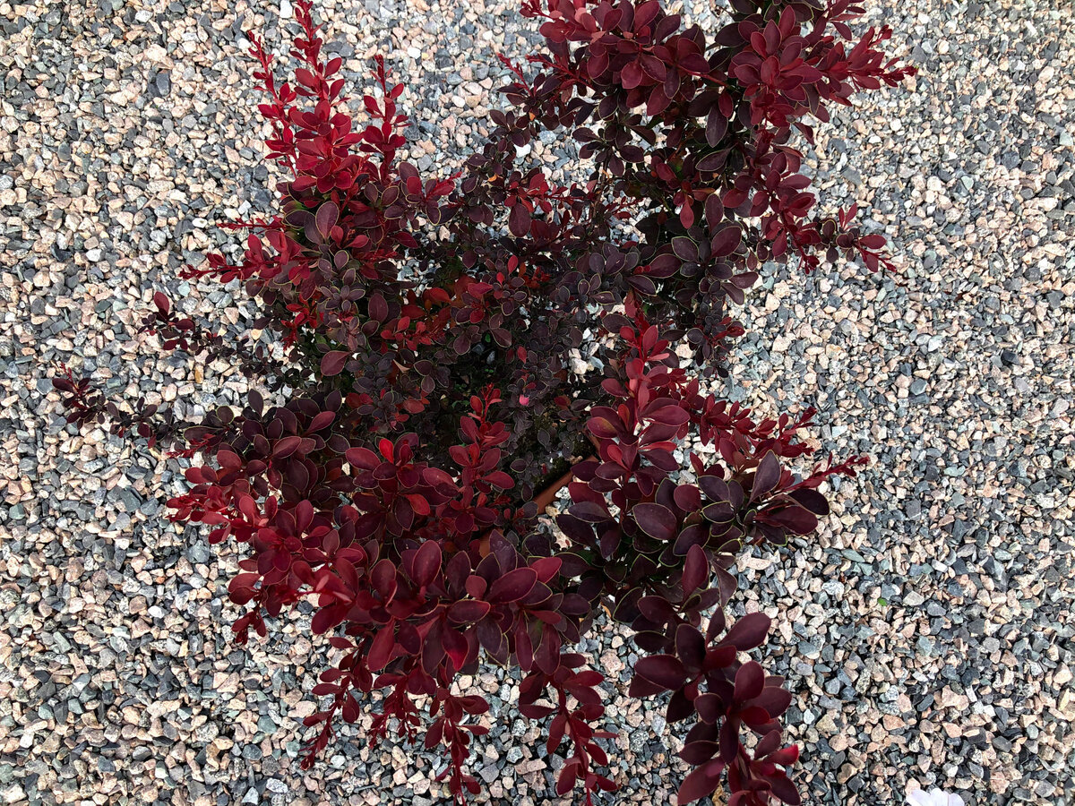 Berberis thunbergii Carmen