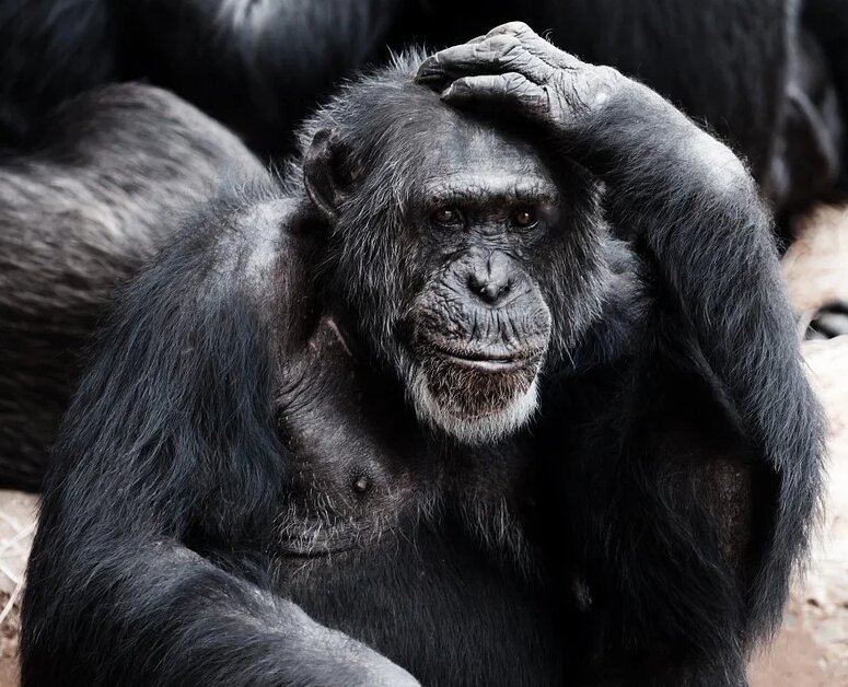 Фото: PublicDomainPictures, pixabay.com