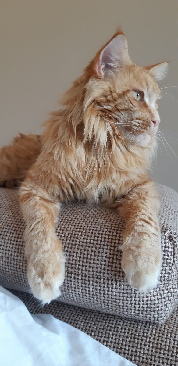 Мейн-кун Барсик. Листайте вправо. Фото автора.